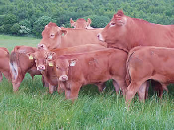 Rascard Bull Calves
