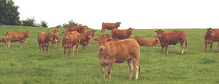 In calf heifers